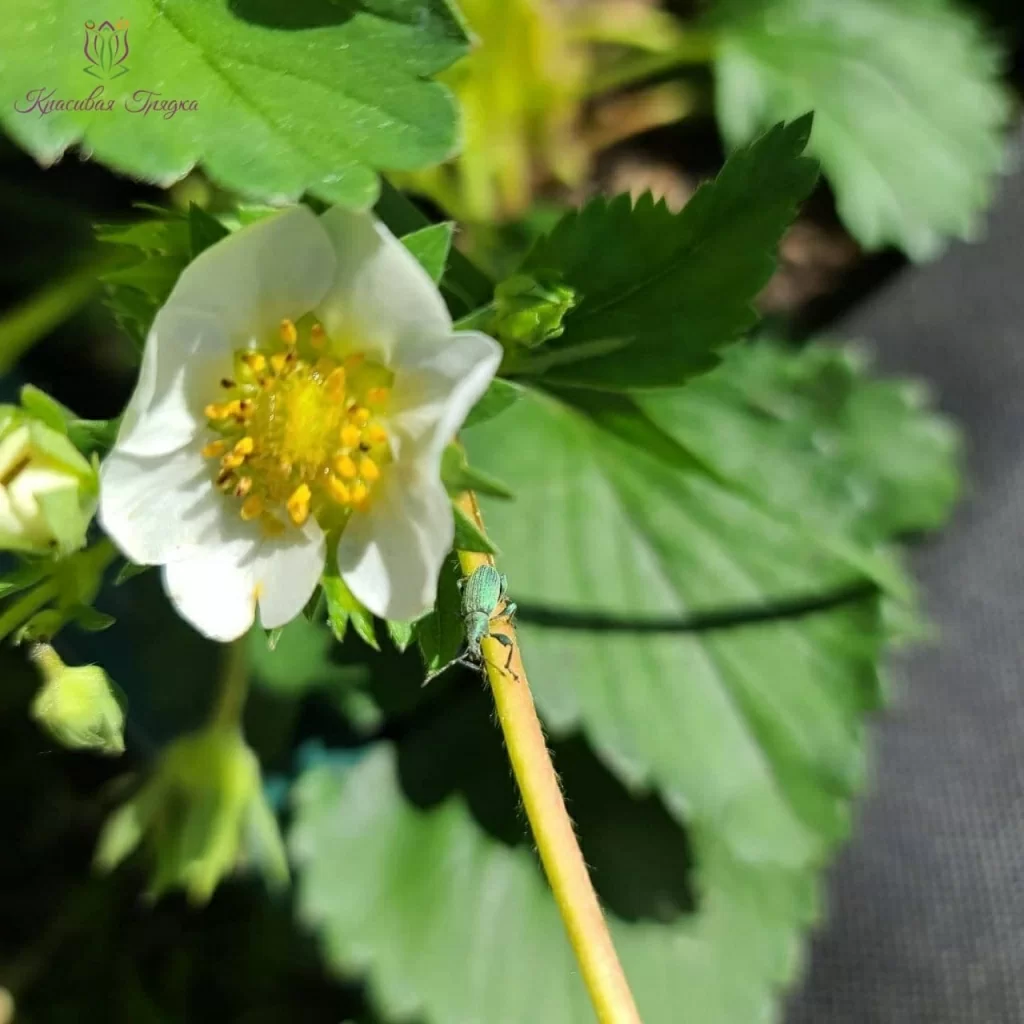 Борьба с долгоносиком